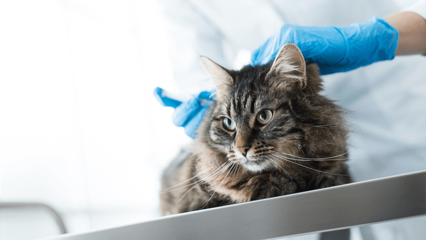 Cat receiving injections at animal hospital