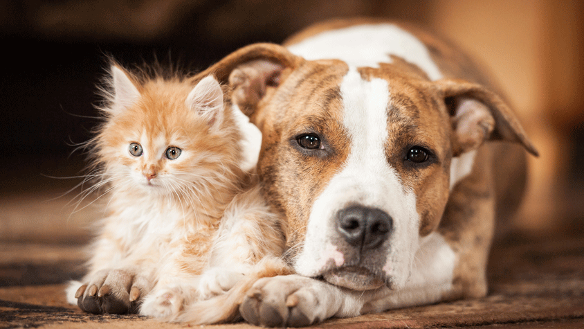 Dog and Cat resting