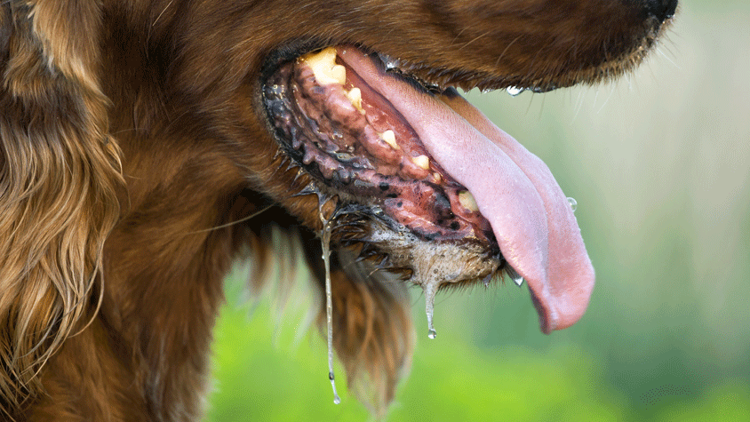 Dog panting excessively with drool warning sign of a heat stroke