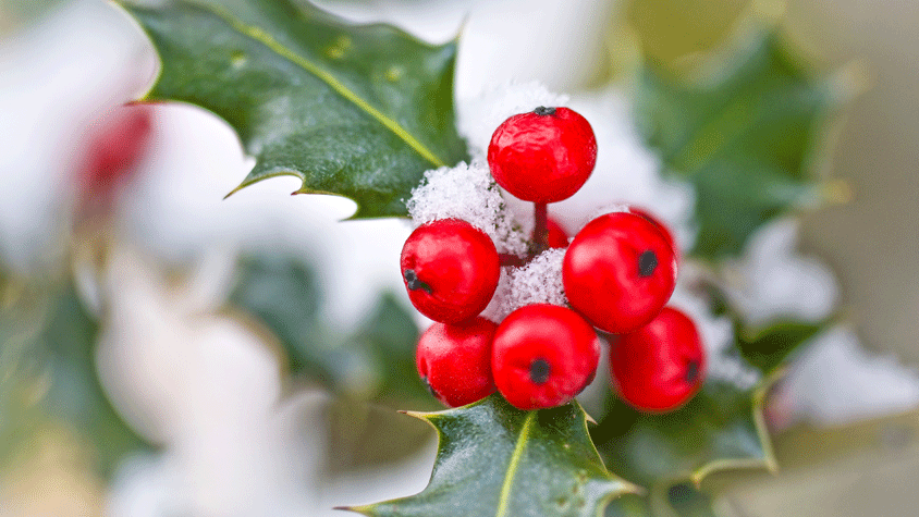 Holly berries and leaves in snow