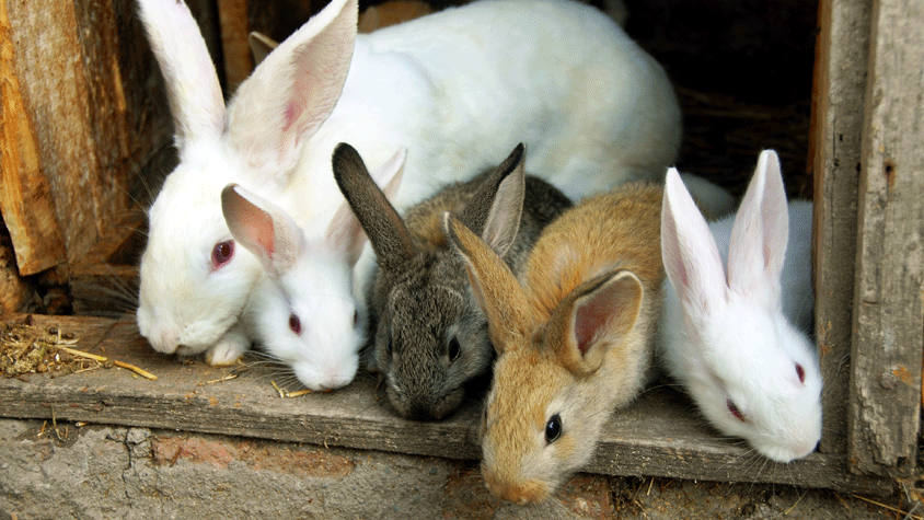 Rabbits at door of barn