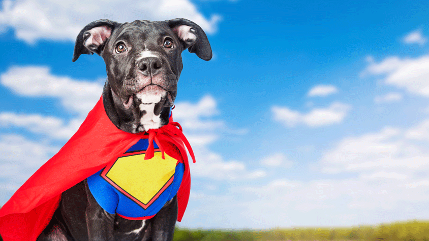 Black dog in super hero suit