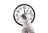 Time cat icon