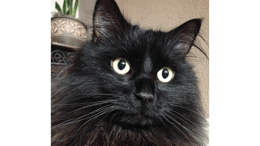 Griz a cat patient at Redwood Veterinary- a Salt Lake City Vet