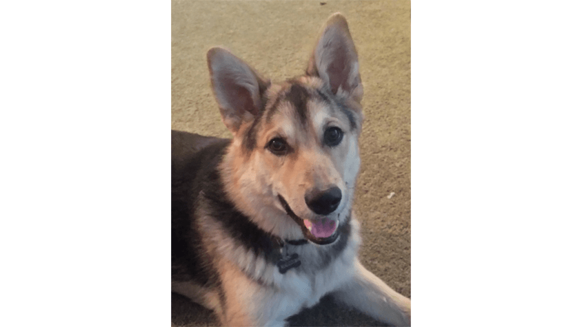 Malcolm a dog patient at Redwood Veterinary- a Salt Lake City Vet