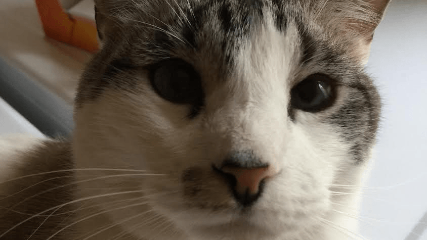Q a cat patient at Redwood Veterinary- a Salt Lake City Vet
