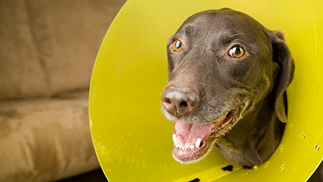 Dog wearing an Elizabethan Collar after surgery