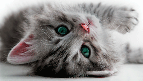 Beautiful green eyed kitten