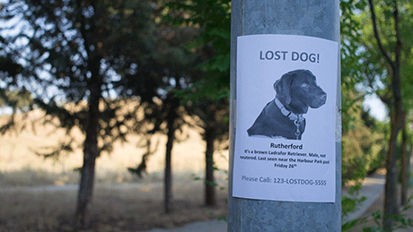 Poster for a lost dog.