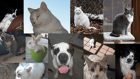 Pets from Redwood Veterinary - A Salt Lake City Pet Hospital
