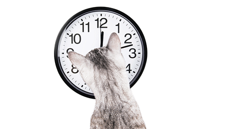 Cat watching clock