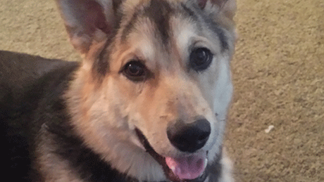 Malcolm - a dog at Redwood Veterinary Hospital - a Salt Lake City animal hospital